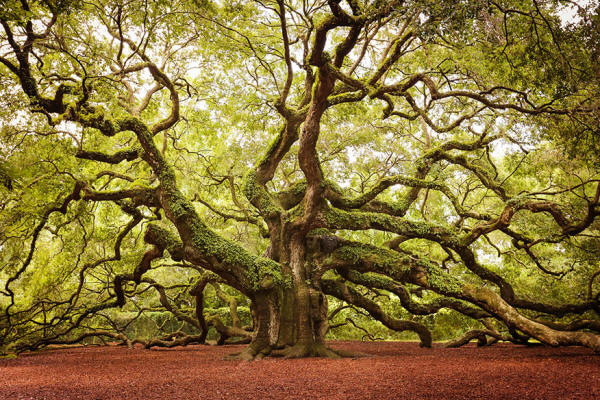 neverjetno drevesa-22