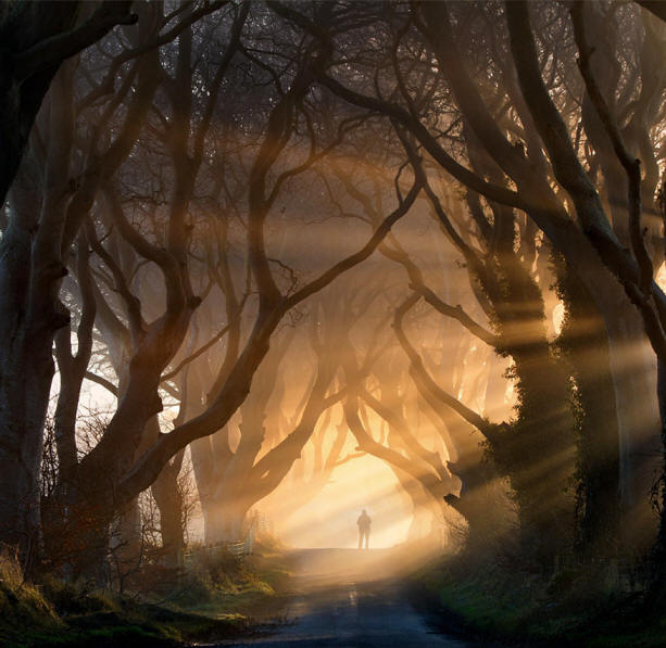 neverjetno drevesa-6-1