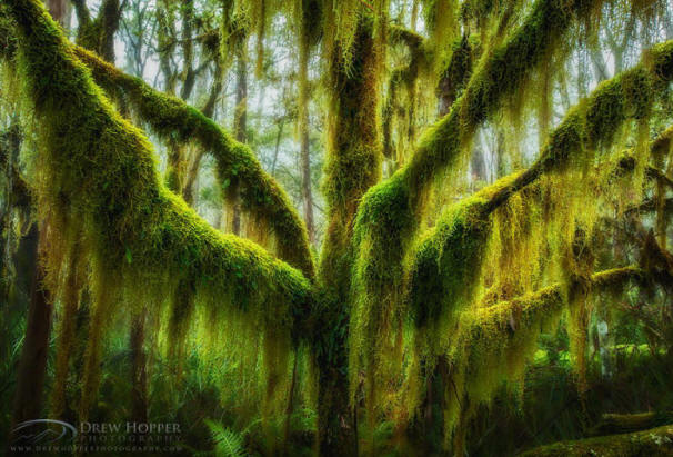 neverjetno drevesa-23