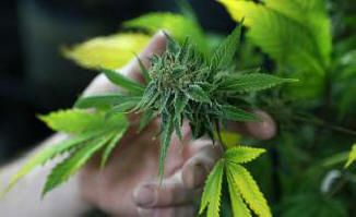 5 najbolj čudnih novic v tednu