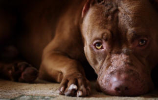 9 stvari o psih, o katerih morda ne veš dejstev, pes, zanimivo