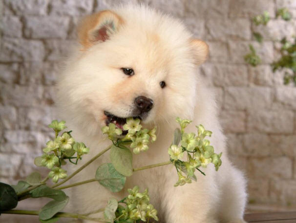 9 stvari o psih, o katerih morda ne veš dejstev, pes, zanimivo