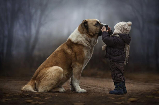 9 stvari o psih, o katerih morda ne veš dejstev, pes, zanimivo