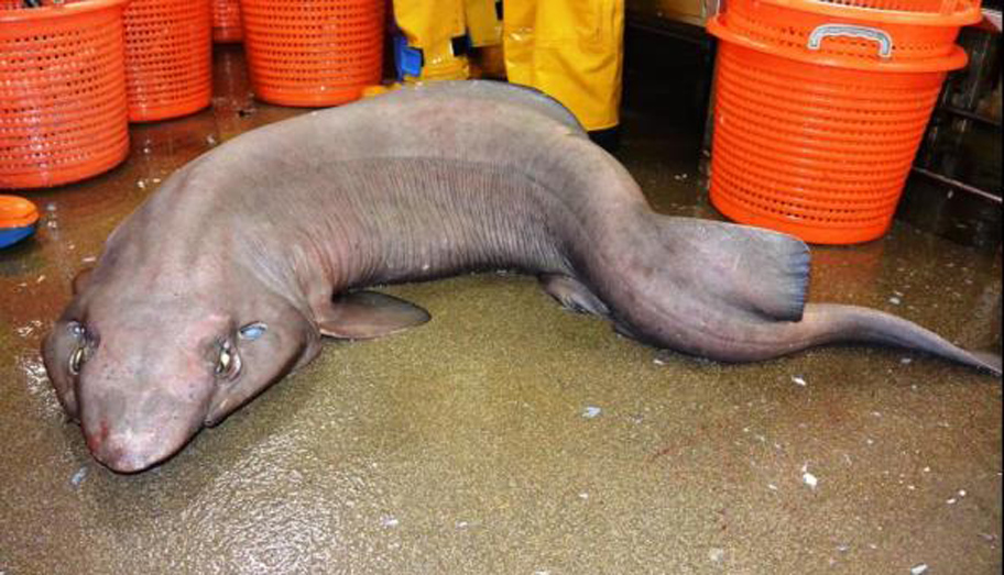 Pošastni morski pes je ujet ob obali Škotske.