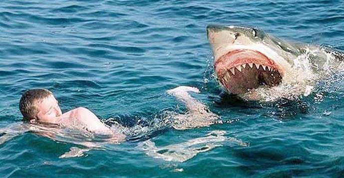 Morski psi so začeli pogosteje napadati ljudi: spet je kriv globalno segrevanje.