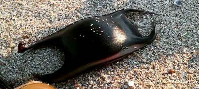 Morski psi tudi odlagajo jajca, le zelo čudna.