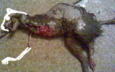 Alternativni pogled na fenomen Chupacabra