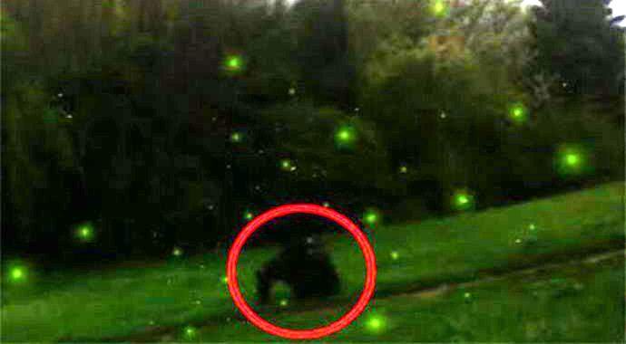 Američani fotografirali yetija, ki lovijo kresnice