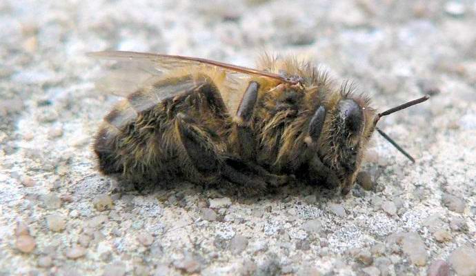 Američani po nesreči pobili milijone čebel