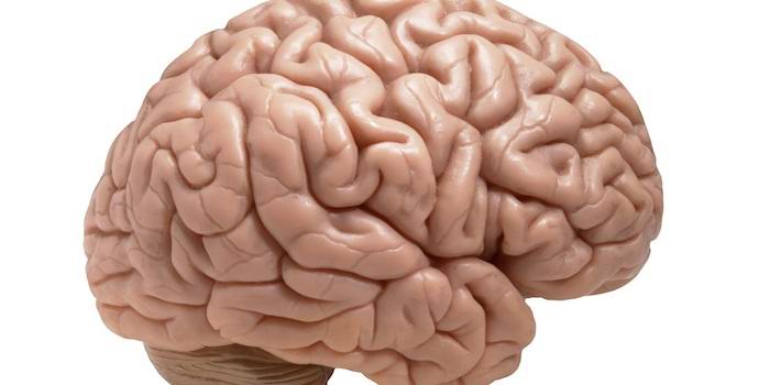 Američani so v laboratoriju gojili človeške možgane.