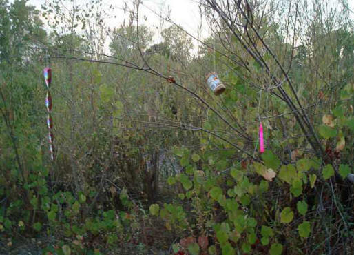 Ameriški borijo yeti za ozemlje