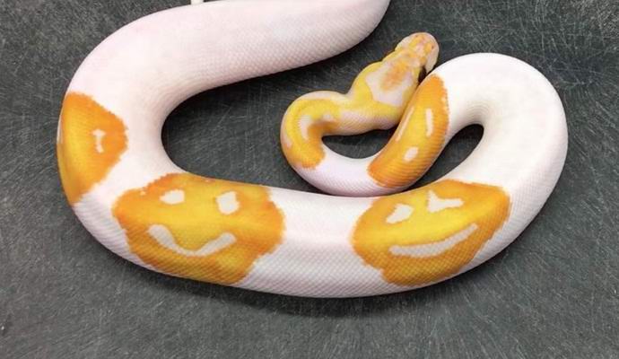 Američan je na kožo prinesel kačo z emotikoni