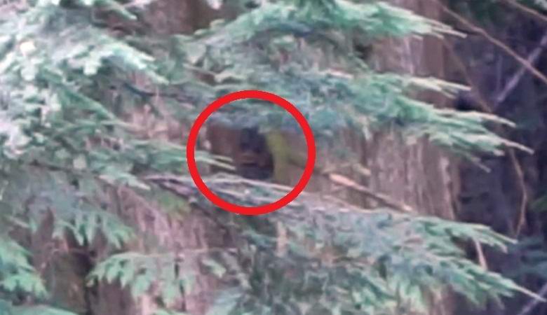 Američan je posnel posnetek glave snežaka v grmih igel.