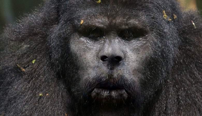 Američan fotografiral velike noge v zimskem gozdu