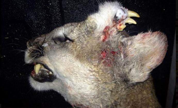 Američan je ustrelil cuga z čeljustjo na vrhu glave