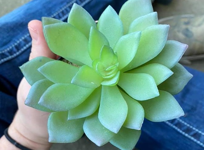 Američanka je dve leti zalivala rožo, dokler ni ugotovila, da je umetna.