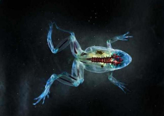 Ameriške reke povzročajo mutirane dvoživke.