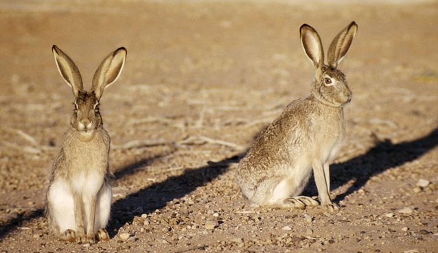 Ameriški teroristični zajčki: vseeno nam je!