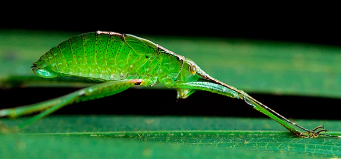 Ameriki grozijo mutirani komarji.