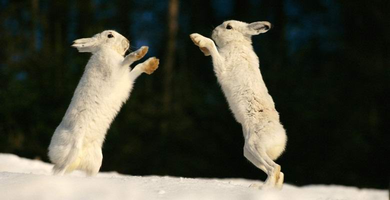 Anonomni zajci, fotografirani v Republiki Komi