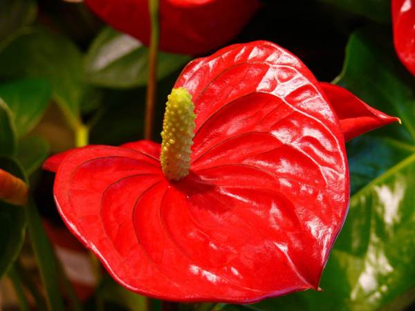 anthurium predznaki in vraževerja 