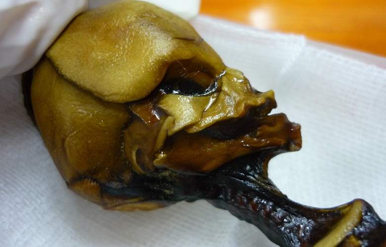 Atakama humanoid prepoznan kot mutant, ne tujec