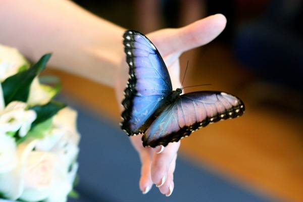 metulj je sedel na osebi 