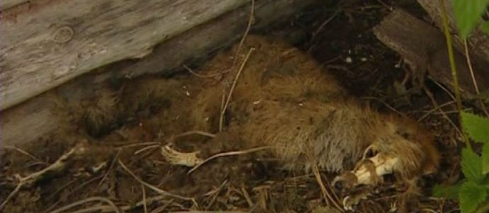 Baškir Chupacabra se je spremenil v lisico