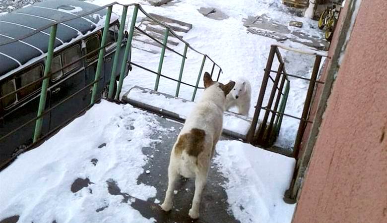 Polarni medved je zašel v vhod v hišo ruske vasi.