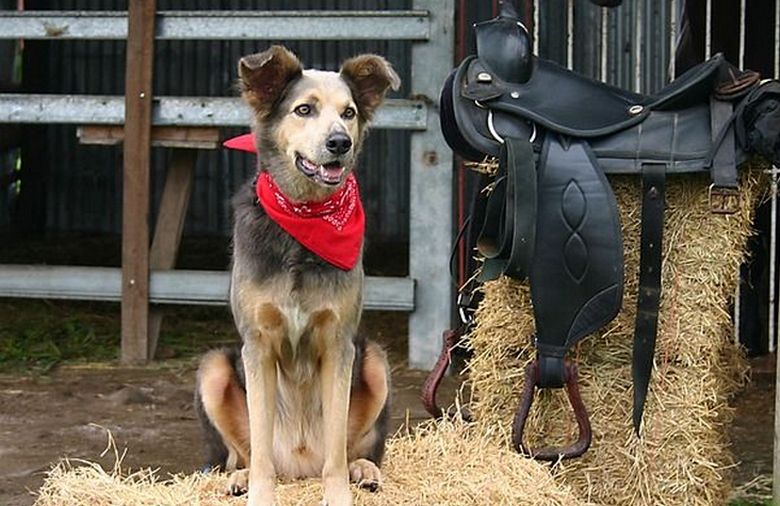 Ne samo ljudje, ampak tudi hišni ljubljenčki izginejo brez sledu.
