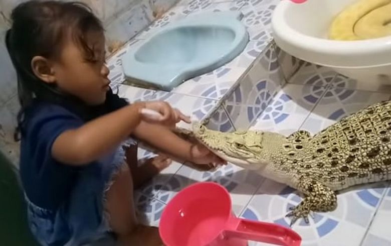 Neustrašno dekle si umiva zobe krokodila.