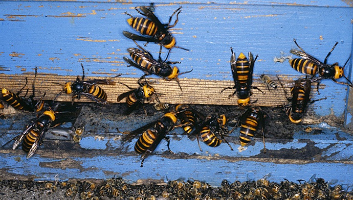 Neusmiljeni morilci z ubodom