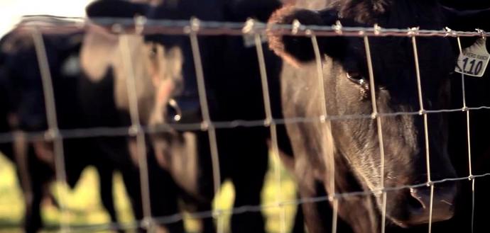 Jemo več mesa - hitreje uničimo sebe in svoj planet.