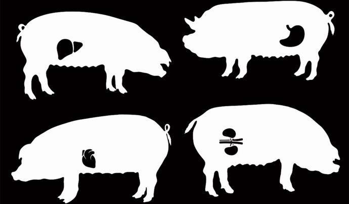 Britanci bodo začeli vzgajati prašiče s človeškimi organi