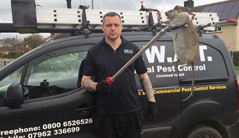 Britanci nameravajo ustvariti mutantne podgane.