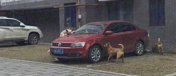 Potepuški pes je poklical prijatelje in se maščevalcu storil maščevanje.