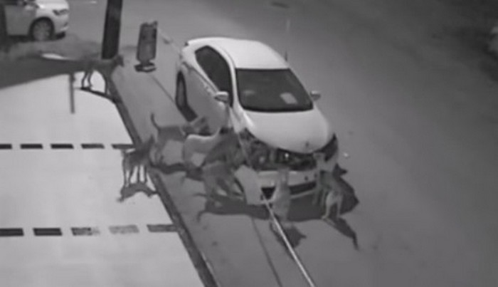 Potepuški psi napadajo ne samo ljudi