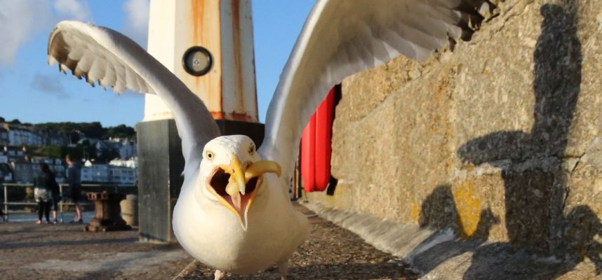 Galebi so se naučili določiti čas 