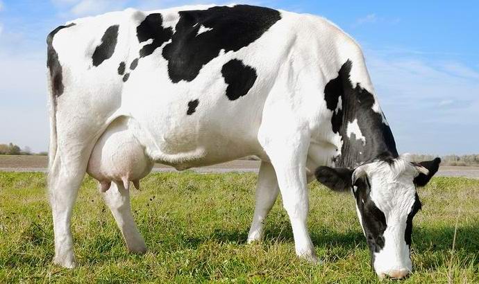 Državljani v Čeljabinsku ponujajo nakup krav