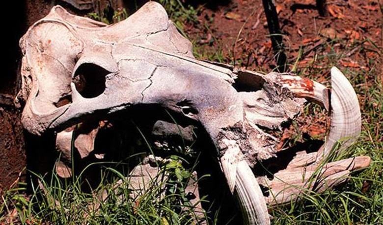 Odkrita lobanja zmajev v Afriki
