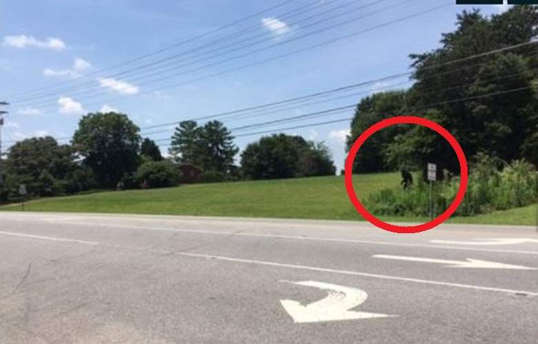 Črni Yeti prihaja iz gozda