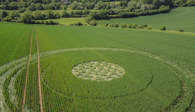 V zadnjem času so se na svetu pojavile štiri slike s pridelki.