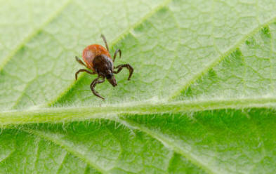 Kaj pa, če vas je ugriznil encefalitis?