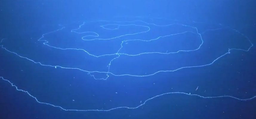 Kaj je ta dolga hipnotična stvar, ki plava v oceanu? 