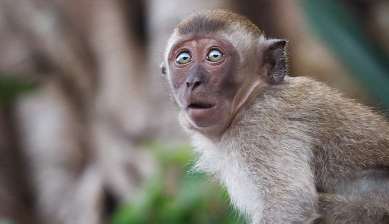 Kaj je tako prestrašilo jato opic?