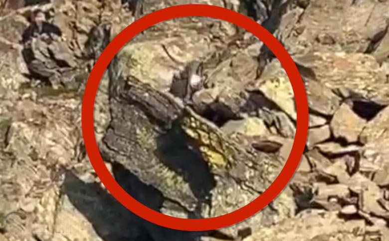 Kakšno nenavadno bitje je padlo v objektiv kamere nemškega fotografa.