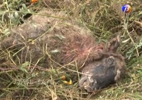 Chupacabra se je okrepila: Južni Ural, Nižnji Novgorod, Ukrajina