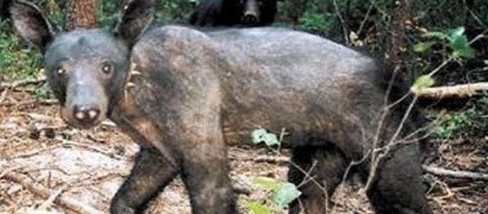 Chupacabra spet spominja nase