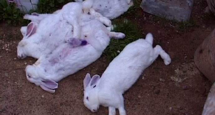 Chupacabra uničuje govedo v bližini Lipetska