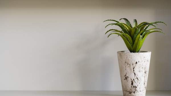 aloe cvetijo doma znaki 